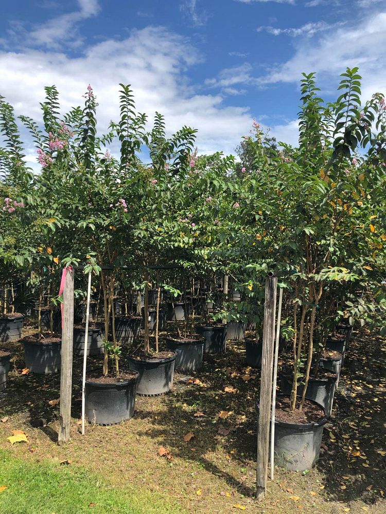 lagerstroemia-fauriei-muskogee-japanese-crape-myrtle