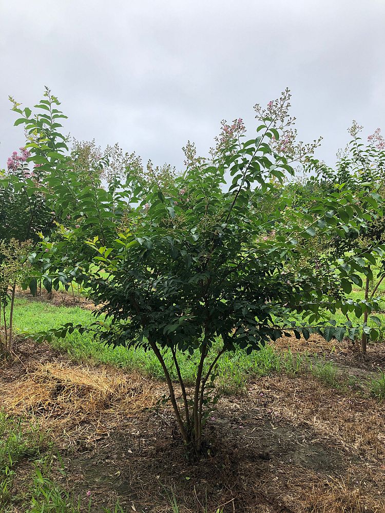 lagerstroemia-fauriei-muskogee-japanese-crape-myrtle