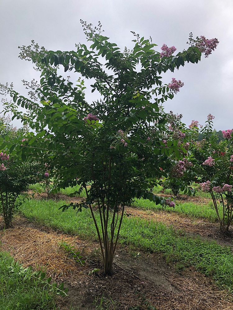 lagerstroemia-fauriei-muskogee-japanese-crape-myrtle