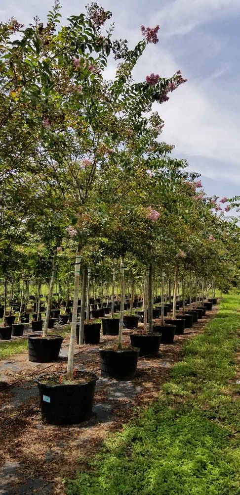 lagerstroemia-fauriei-muskogee-japanese-crape-myrtle
