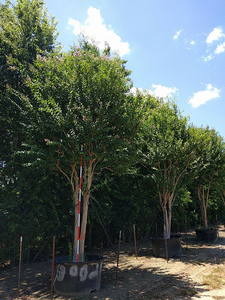 lagerstroemia-fauriei-muskogee-japanese-crape-myrtle