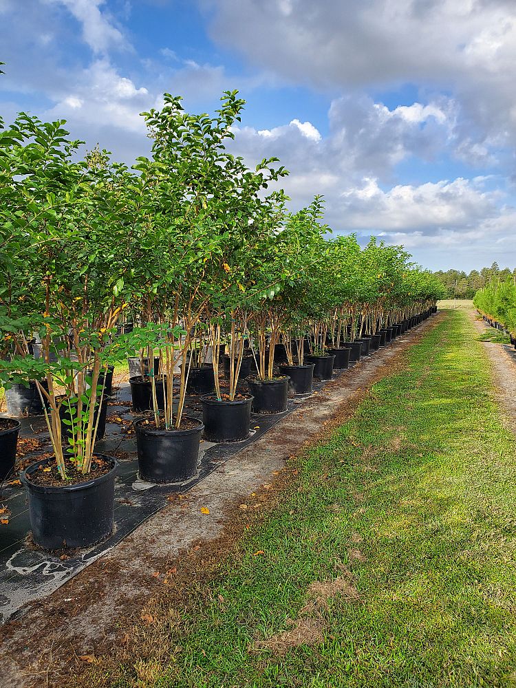lagerstroemia-fauriei-muskogee-japanese-crape-myrtle