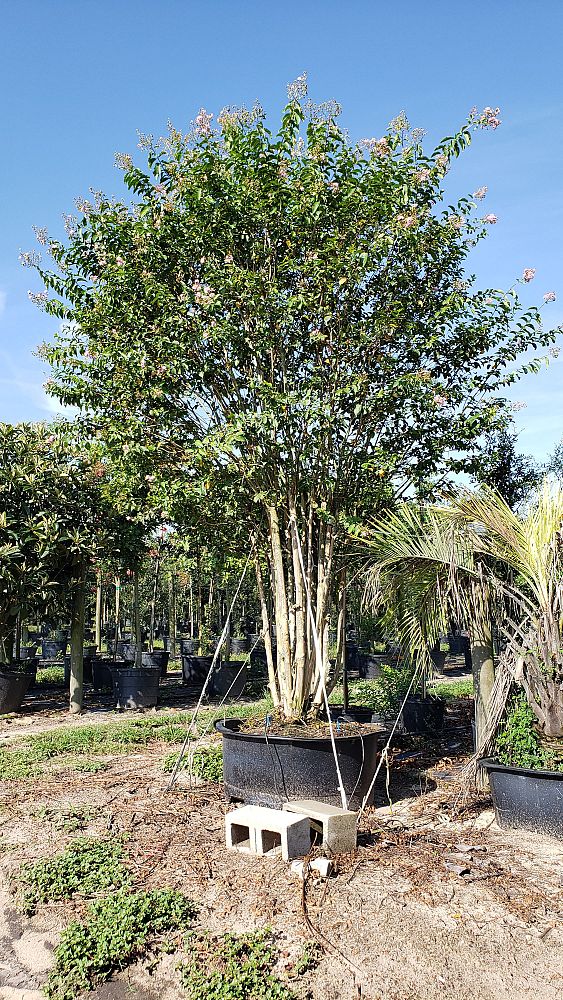 lagerstroemia-fauriei-muskogee-japanese-crape-myrtle