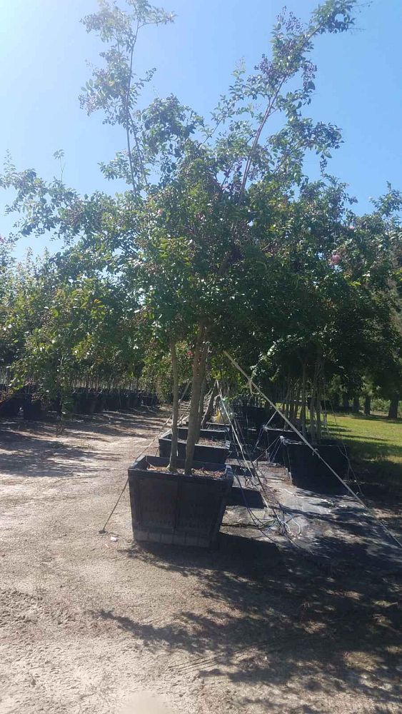 lagerstroemia-fauriei-muskogee-japanese-crape-myrtle
