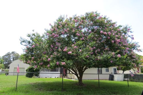 lagerstroemia-fauriei-muskogee-japanese-crape-myrtle