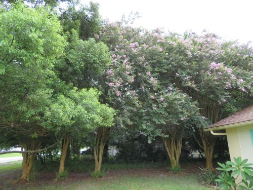 lagerstroemia-fauriei-muskogee-japanese-crape-myrtle