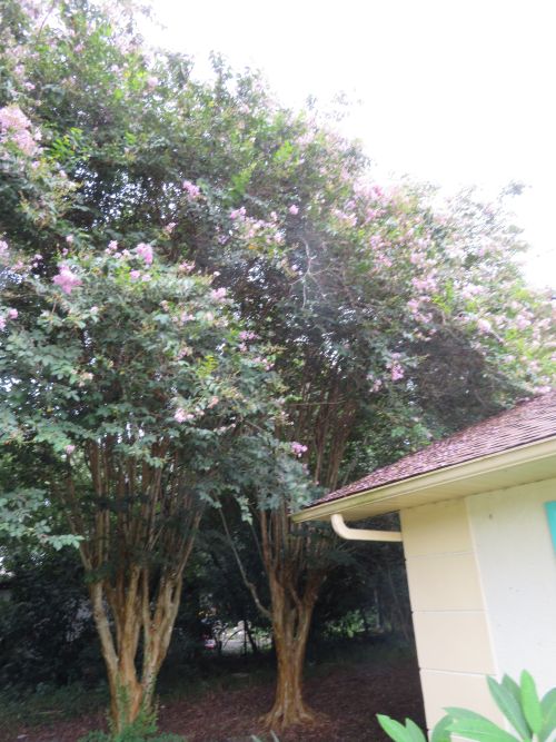 lagerstroemia-fauriei-muskogee-japanese-crape-myrtle