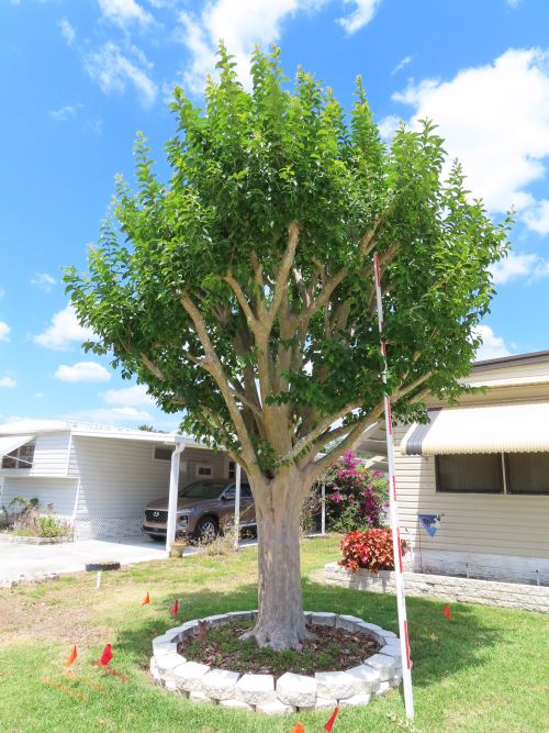 lagerstroemia-fauriei-muskogee-japanese-crape-myrtle