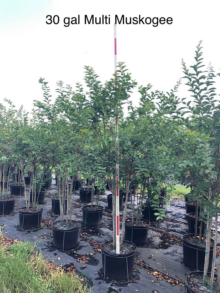 lagerstroemia-fauriei-muskogee-japanese-crape-myrtle