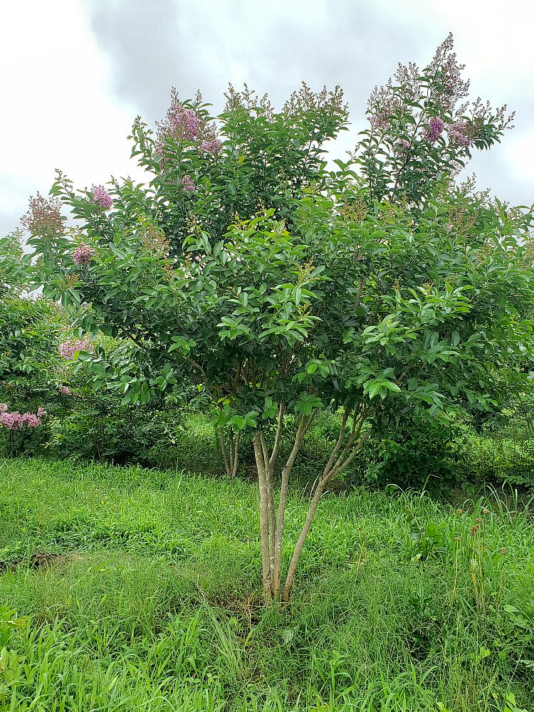 lagerstroemia-fauriei-muskogee-japanese-crape-myrtle