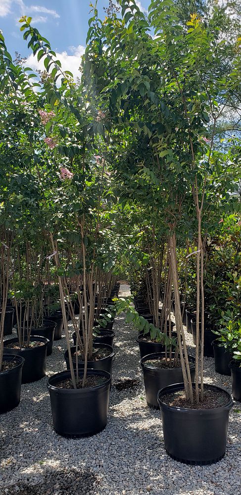 lagerstroemia-fauriei-muskogee-japanese-crape-myrtle