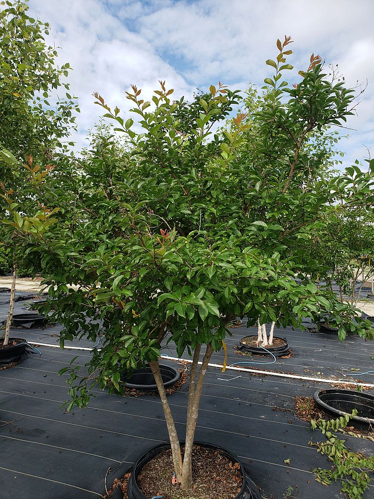 lagerstroemia-fauriei-muskogee-japanese-crape-myrtle