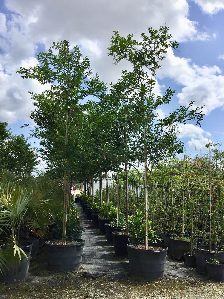 lagerstroemia-fauriei-muskogee-japanese-crape-myrtle