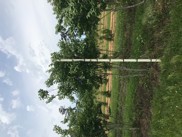 lagerstroemia-fauriei-muskogee-japanese-crape-myrtle