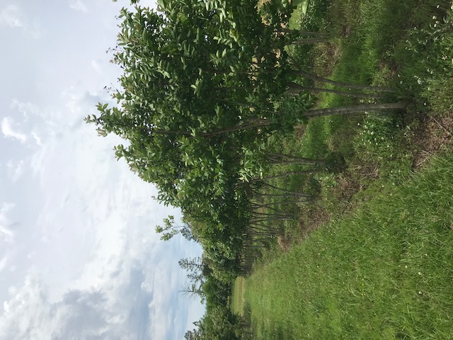 lagerstroemia-fauriei-muskogee-japanese-crape-myrtle