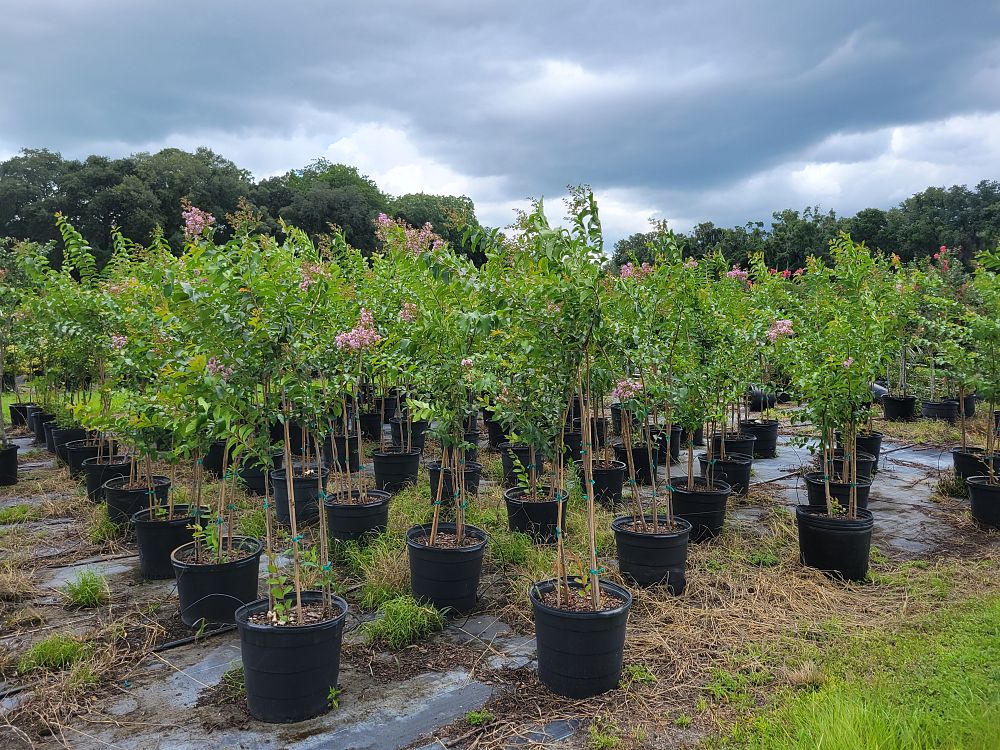 lagerstroemia-fauriei-muskogee-japanese-crape-myrtle