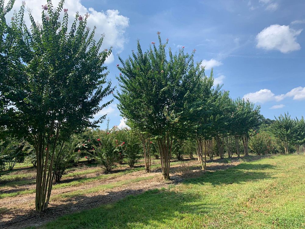 lagerstroemia-fauriei-muskogee-japanese-crape-myrtle