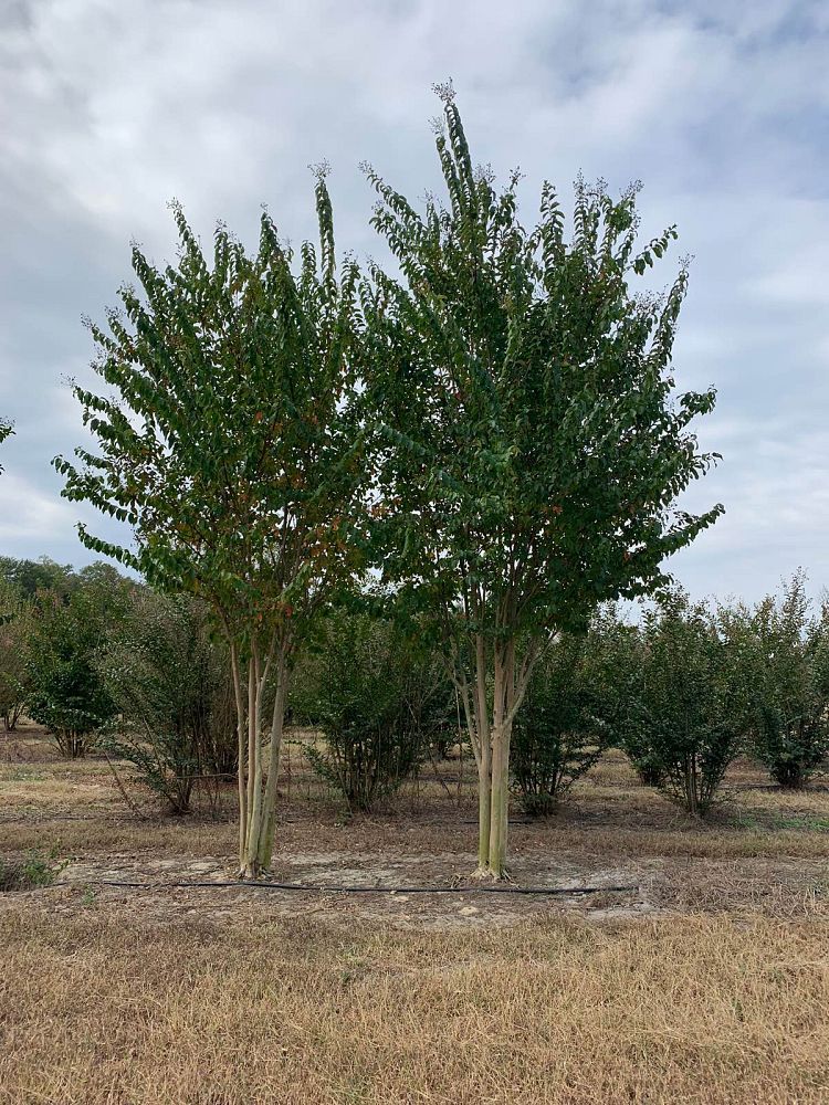 lagerstroemia-fauriei-muskogee-japanese-crape-myrtle