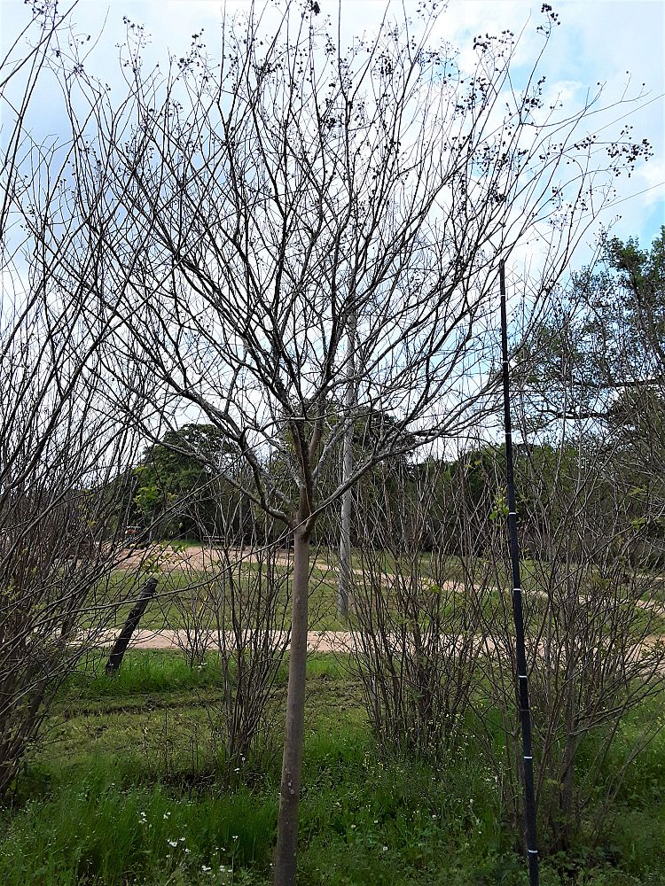 lagerstroemia-fauriei-muskogee-japanese-crape-myrtle