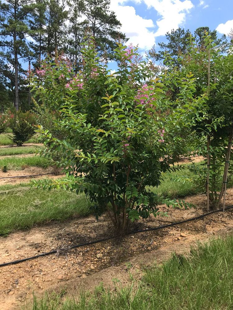 lagerstroemia-fauriei-muskogee-japanese-crape-myrtle