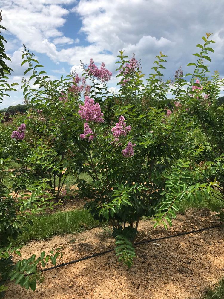 lagerstroemia-fauriei-muskogee-japanese-crape-myrtle