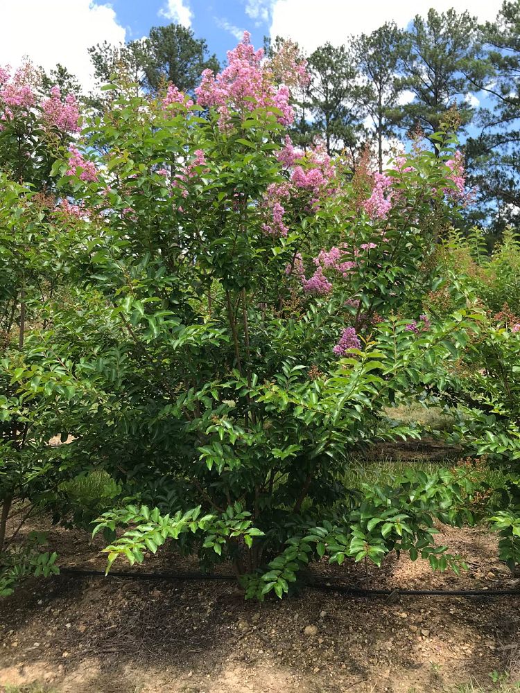 lagerstroemia-fauriei-muskogee-japanese-crape-myrtle