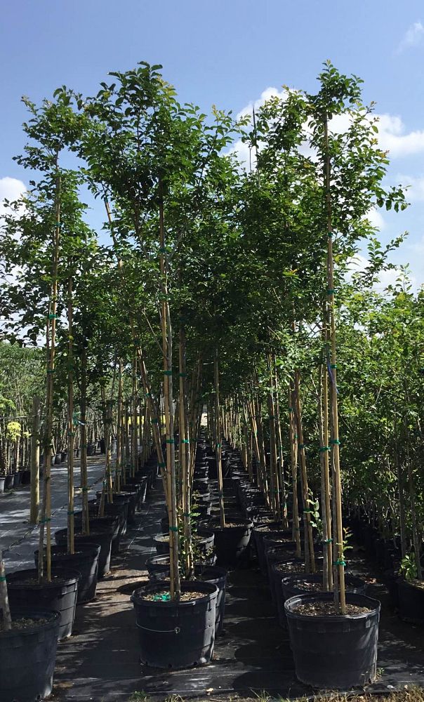 lagerstroemia-fauriei-muskogee-japanese-crape-myrtle