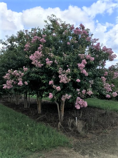 lagerstroemia-fauriei-muskogee-japanese-crape-myrtle