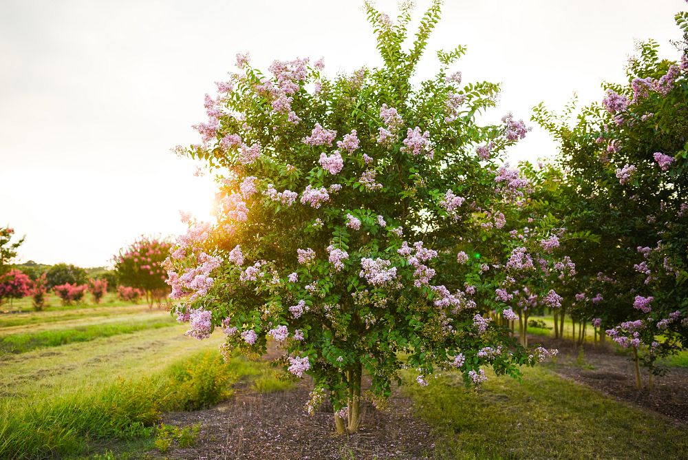 lagerstroemia-fauriei-muskogee-japanese-crape-myrtle