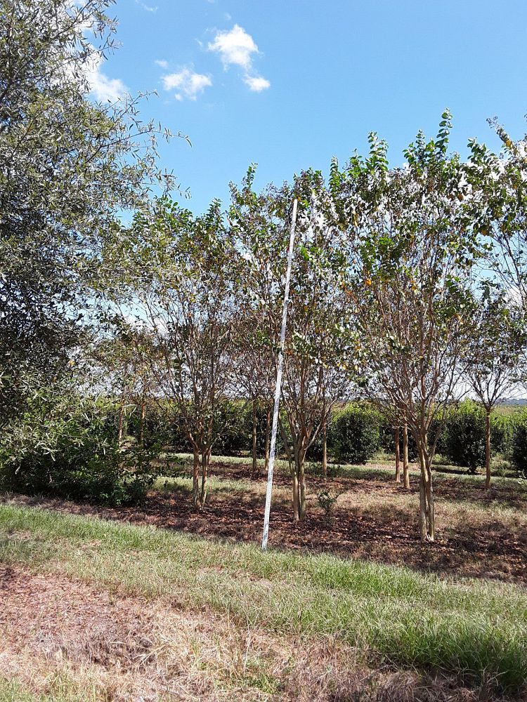 lagerstroemia-fauriei-muskogee-japanese-crape-myrtle