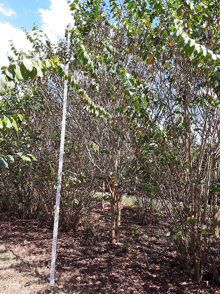 lagerstroemia-fauriei-muskogee-japanese-crape-myrtle
