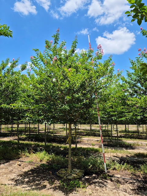 lagerstroemia-fauriei-muskogee-japanese-crape-myrtle