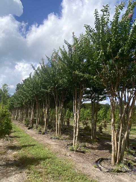 lagerstroemia-fauriei-muskogee-japanese-crape-myrtle