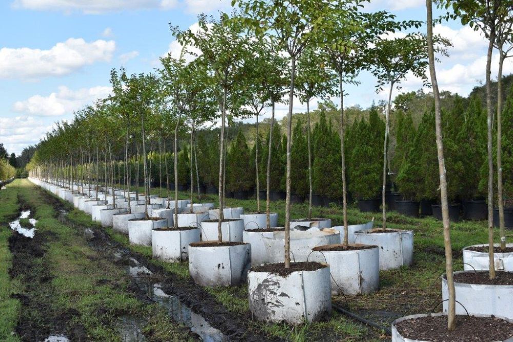 lagerstroemia-fauriei-muskogee-japanese-crape-myrtle