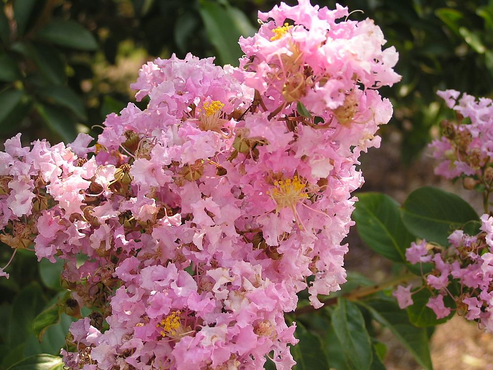 lagerstroemia-fauriei-muskogee-japanese-crape-myrtle