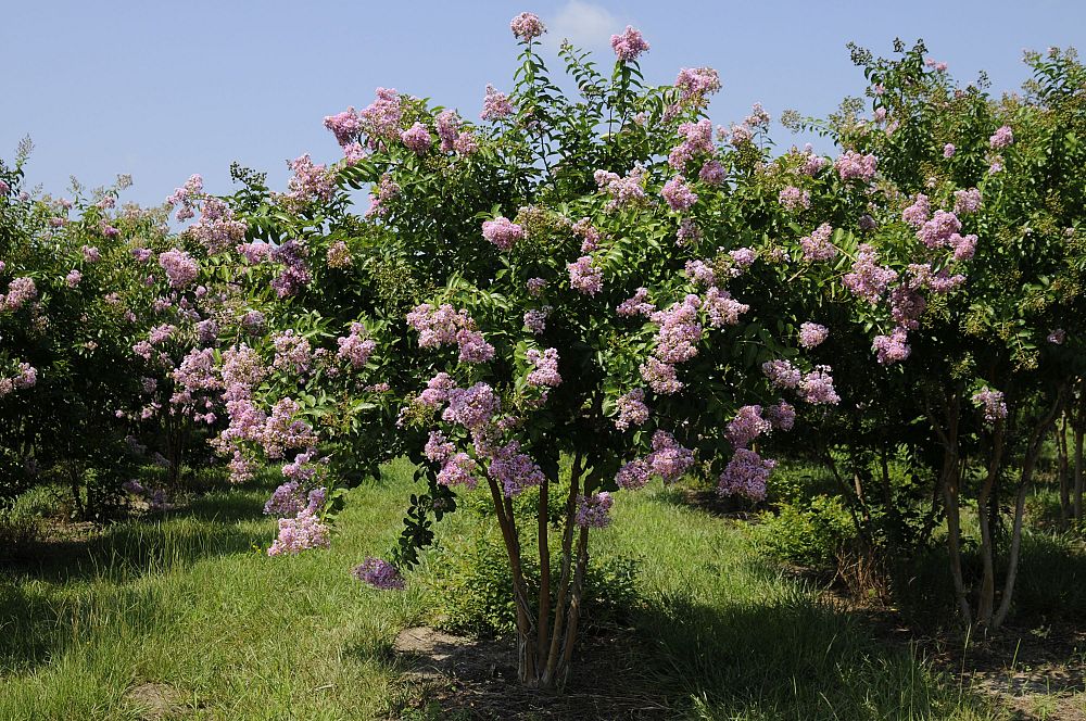 lagerstroemia-fauriei-muskogee-japanese-crape-myrtle