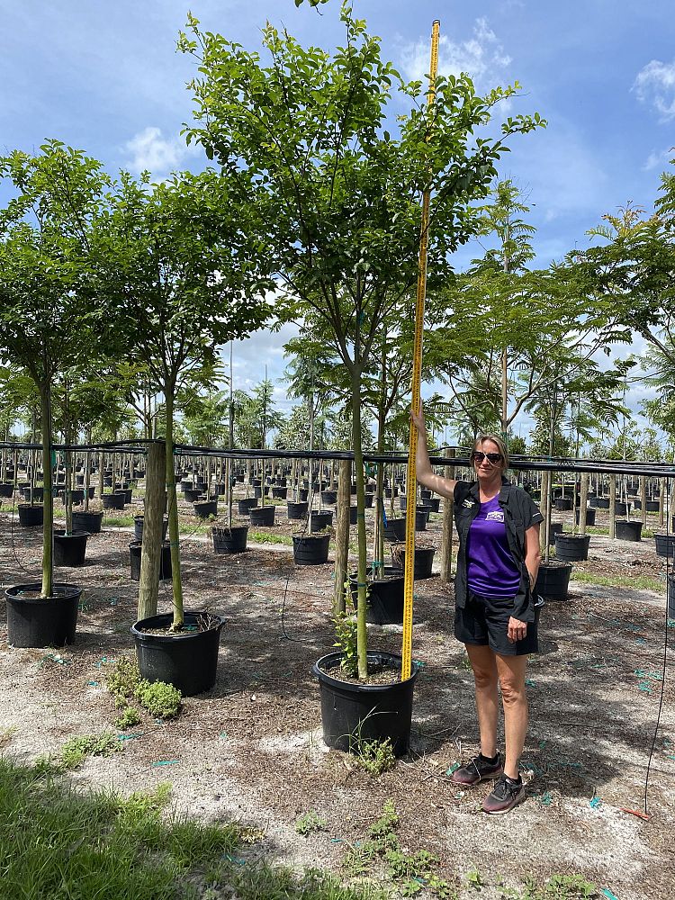 lagerstroemia-fauriei-muskogee-japanese-crape-myrtle