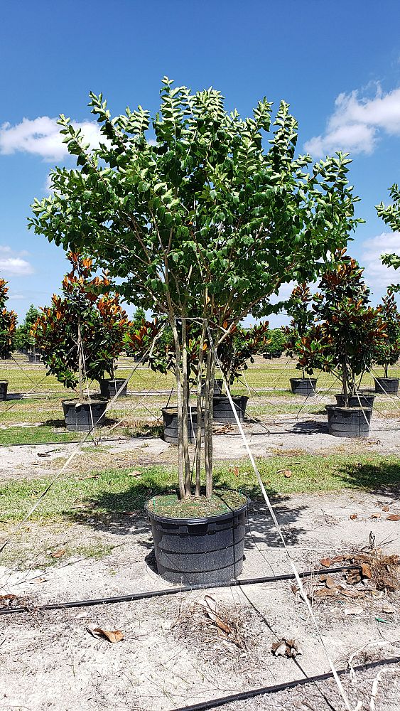 lagerstroemia-fauriei-muskogee-japanese-crape-myrtle