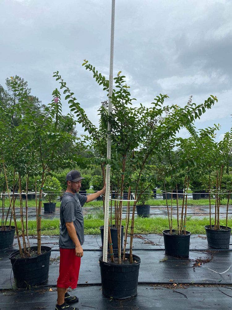 lagerstroemia-fauriei-muskogee-japanese-crape-myrtle