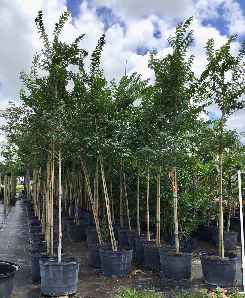 lagerstroemia-fauriei-muskogee-japanese-crape-myrtle