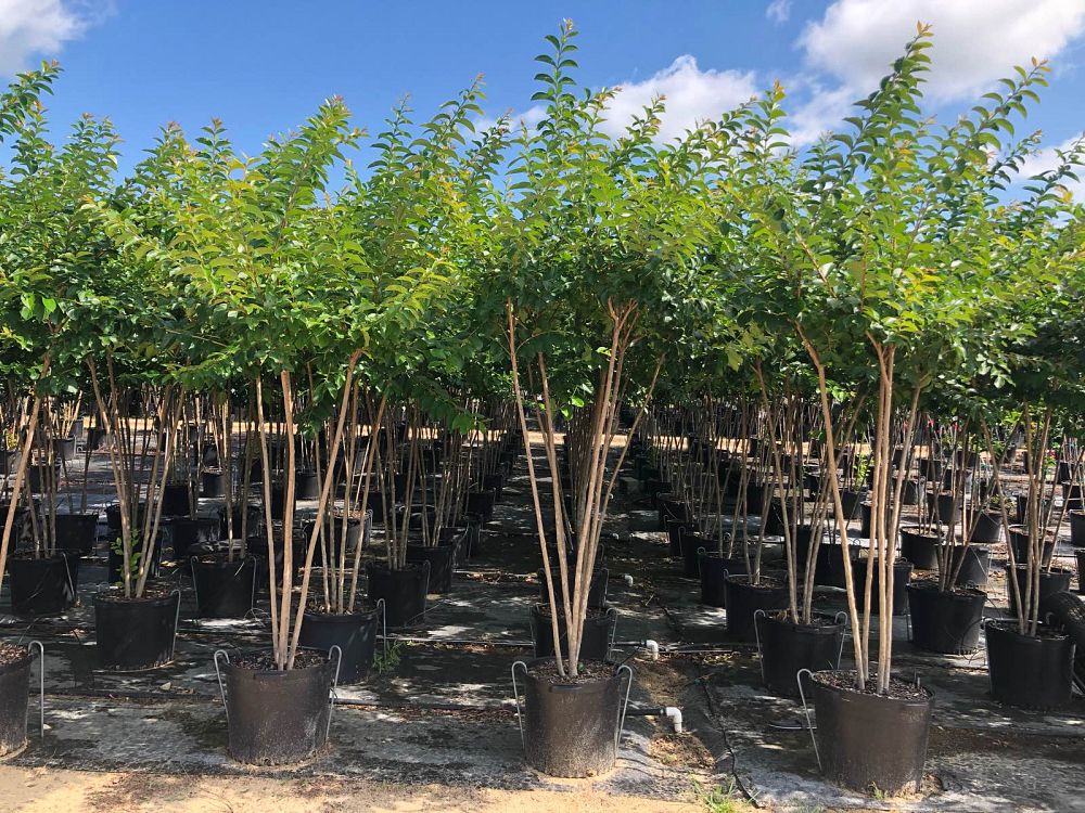 lagerstroemia-fauriei-muskogee-japanese-crape-myrtle
