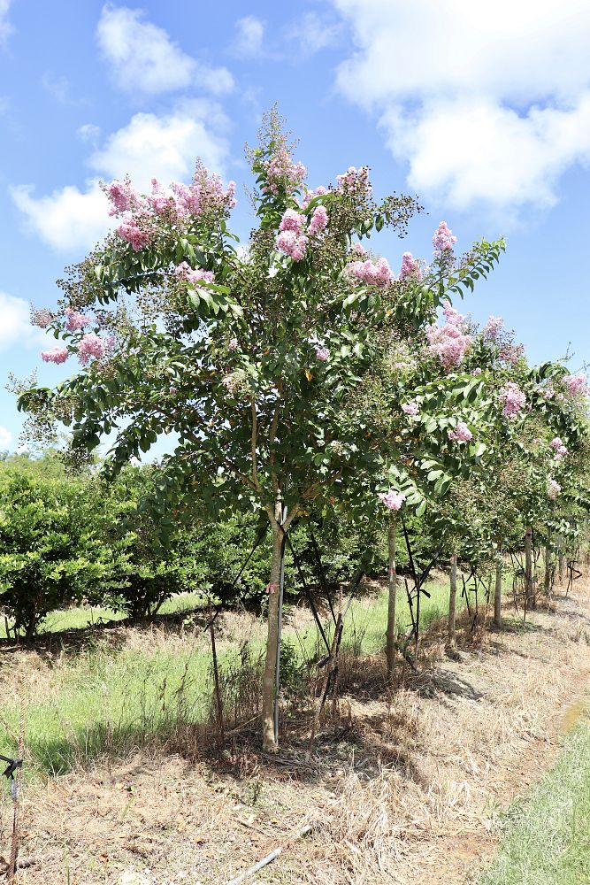 lagerstroemia-fauriei-muskogee-japanese-crape-myrtle