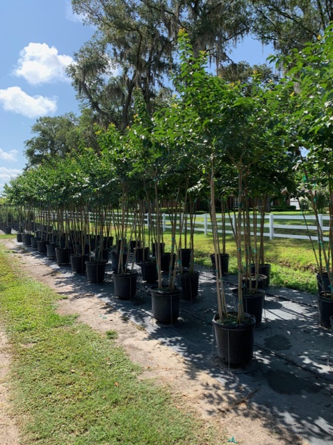 lagerstroemia-fauriei-muskogee-japanese-crape-myrtle
