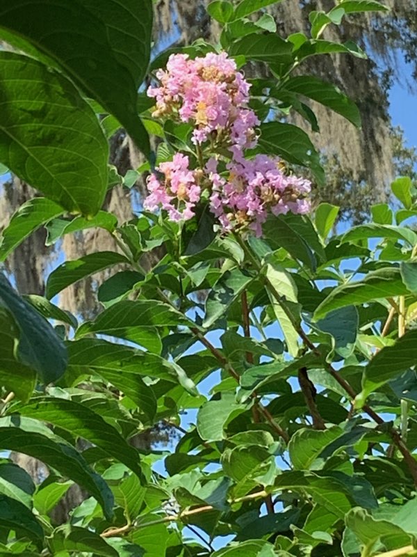 lagerstroemia-fauriei-muskogee-japanese-crape-myrtle