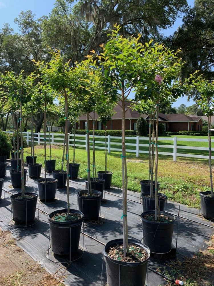 lagerstroemia-fauriei-muskogee-japanese-crape-myrtle