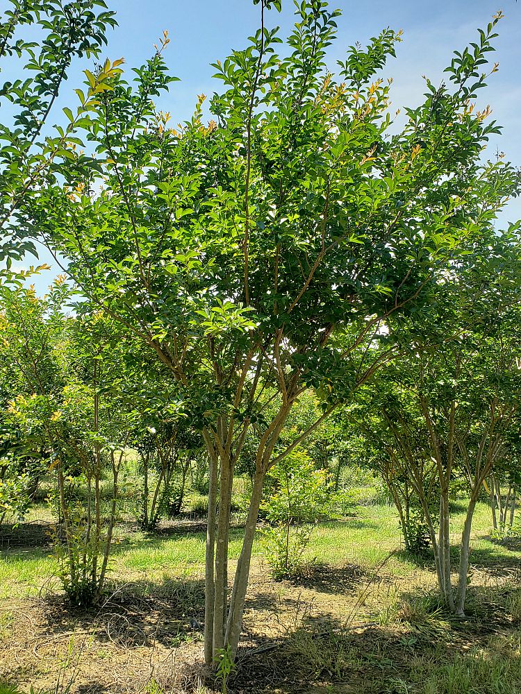 lagerstroemia-fauriei-muskogee-japanese-crape-myrtle