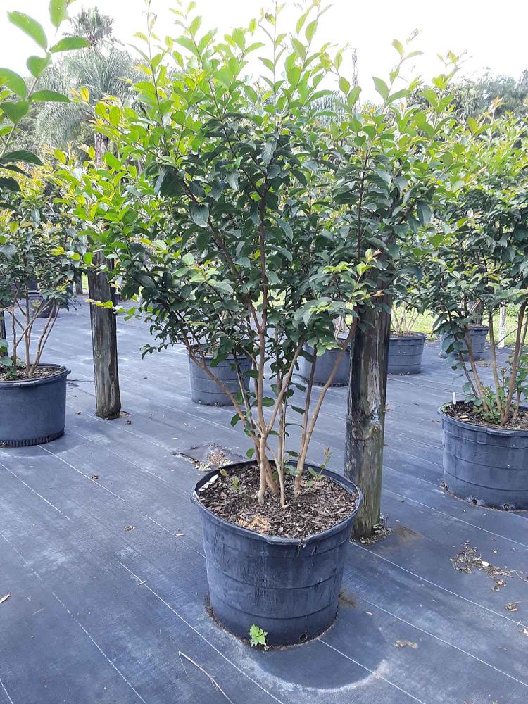 lagerstroemia-fauriei-muskogee-japanese-crape-myrtle