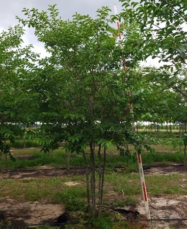 lagerstroemia-fauriei-muskogee-japanese-crape-myrtle