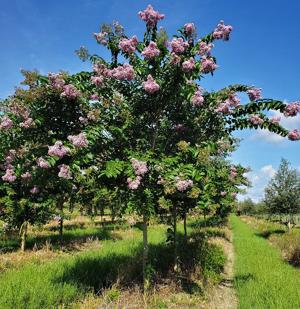 lagerstroemia-fauriei-muskogee-japanese-crape-myrtle