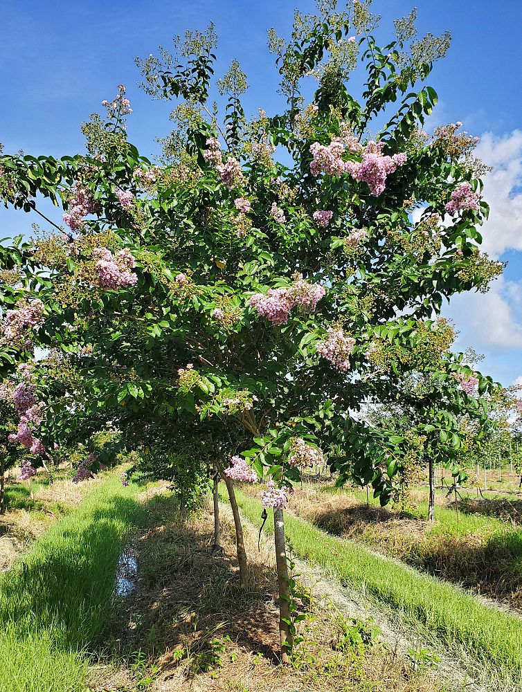 lagerstroemia-fauriei-muskogee-japanese-crape-myrtle